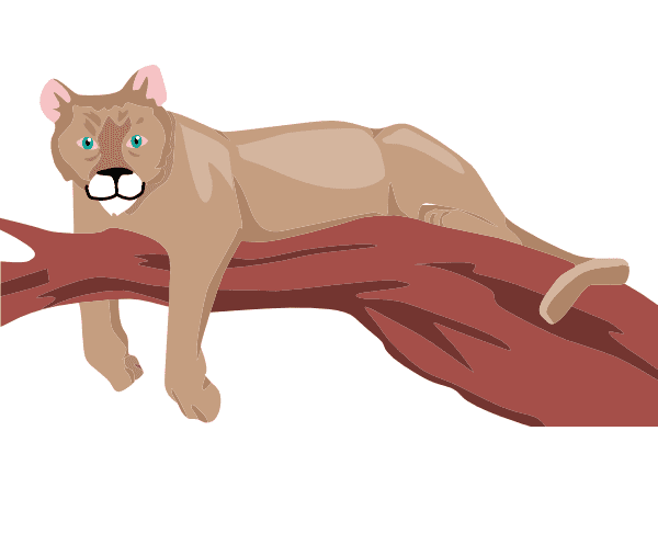 Cougar Clipart Pictures