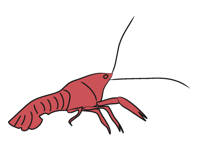 Crawfish Clipart Png Images