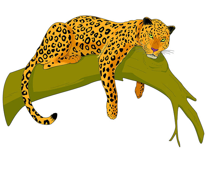 Leopard Clipart Picture