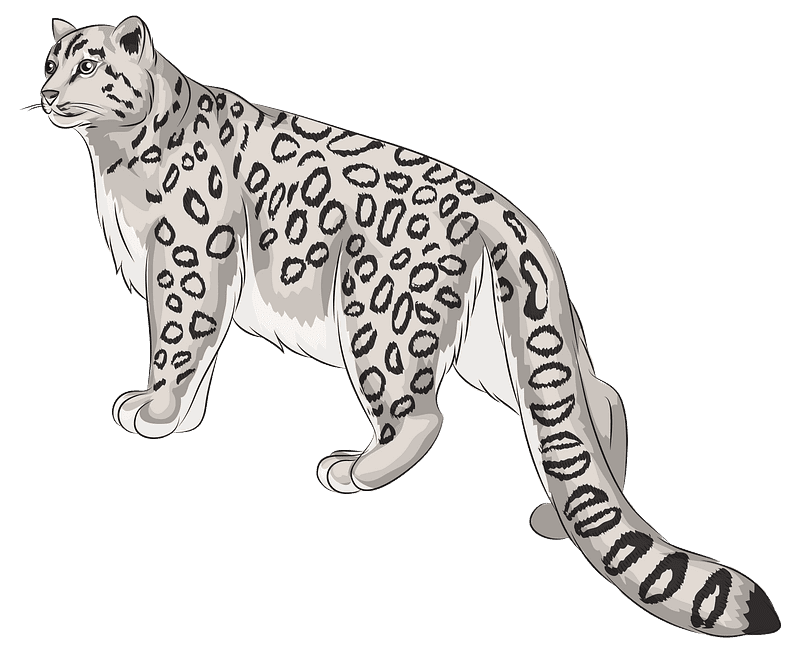 Snow Leopard Clipart Transparent