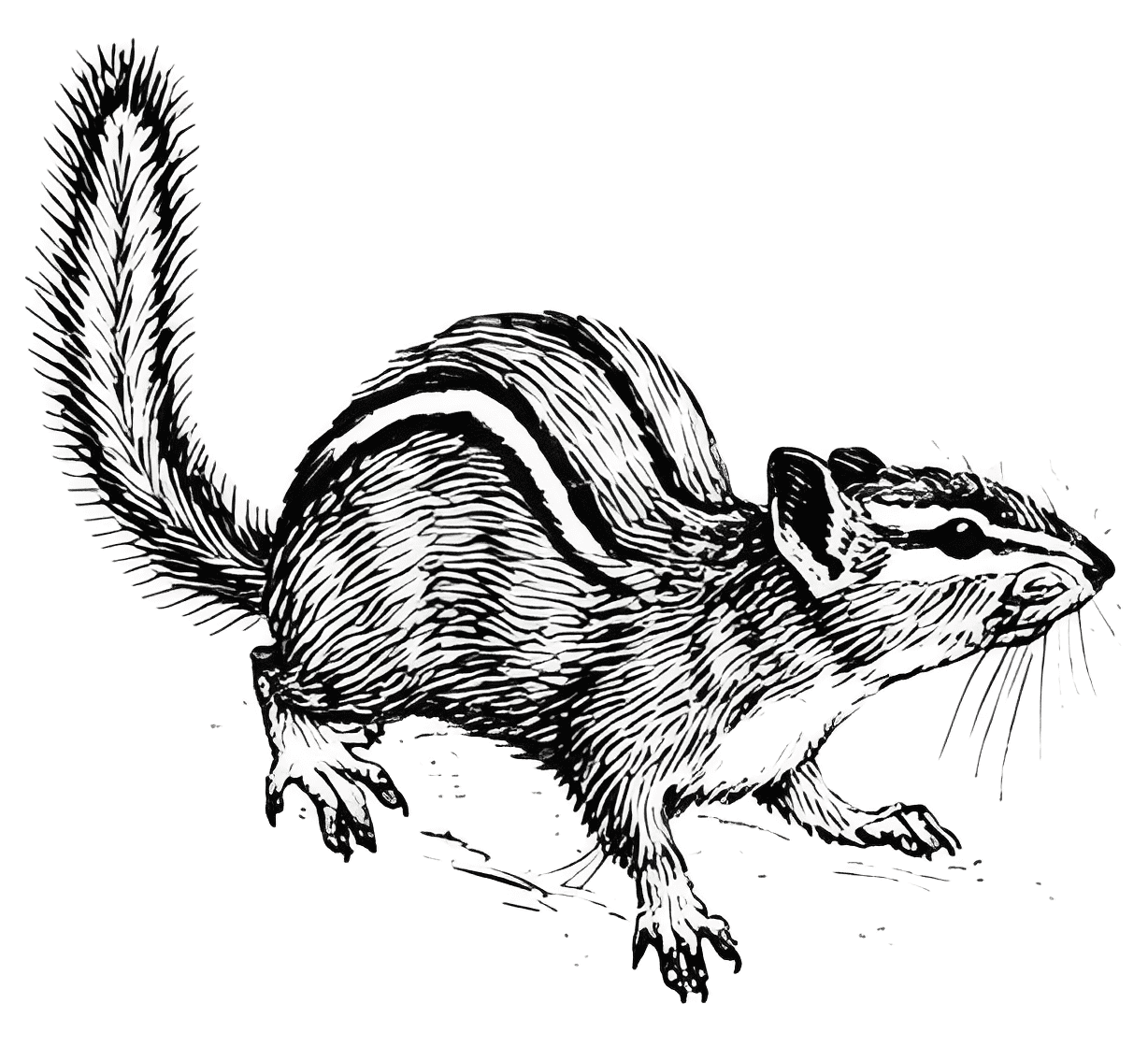 Chipmunk Black and White Clipart