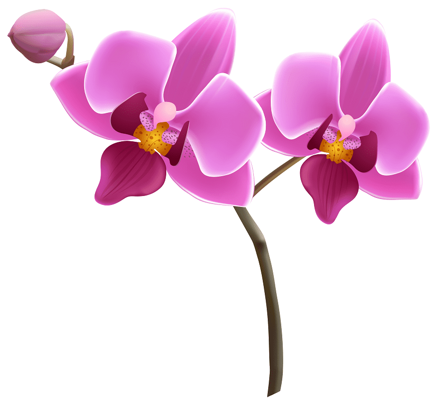 Clipart Orchid