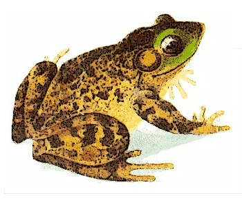 Clipart Toad