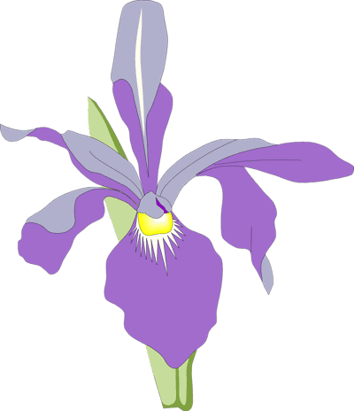 Clipart of Orchid