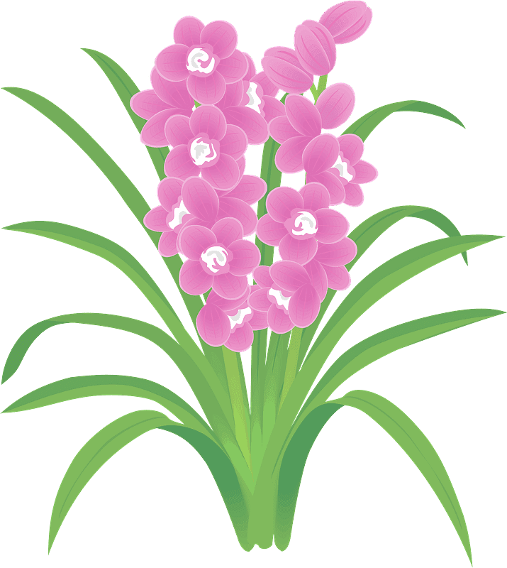 Download Orchid Clipart Transparent Background