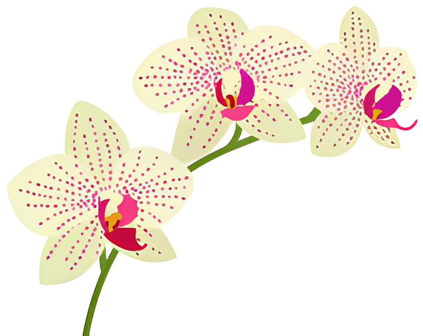 Download Orchid Clipart