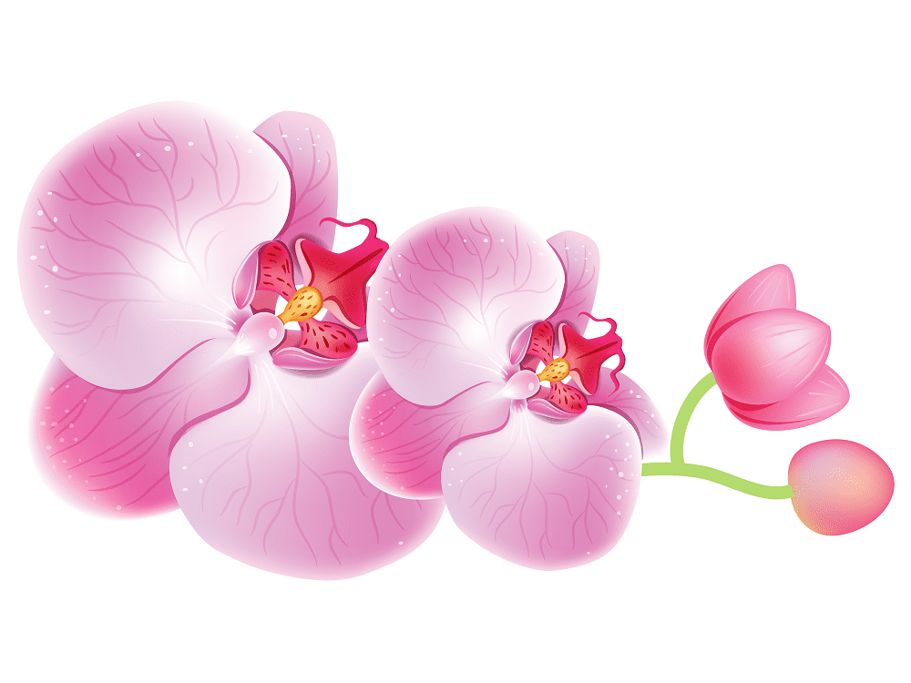 Free Orchid Clipart