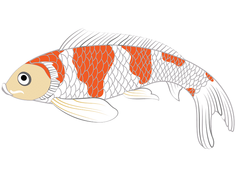 Koi Fish Clipart Transparent Background