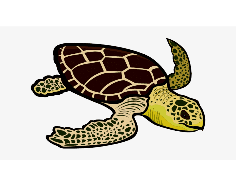 Leatherback Sea Turtle Clipart