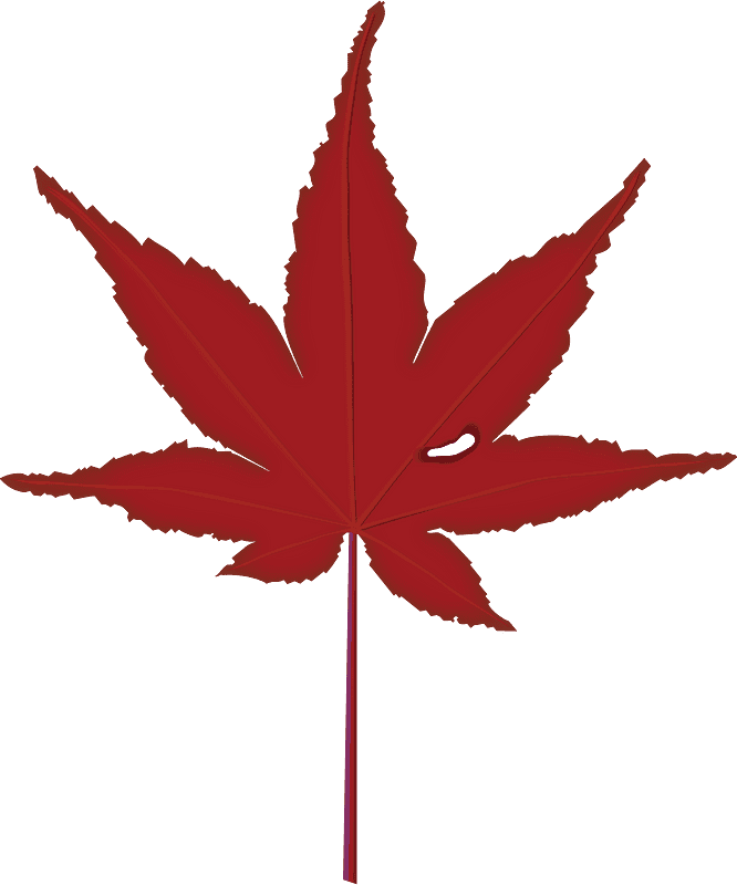 Maple Leaf Clipart Transparent Images