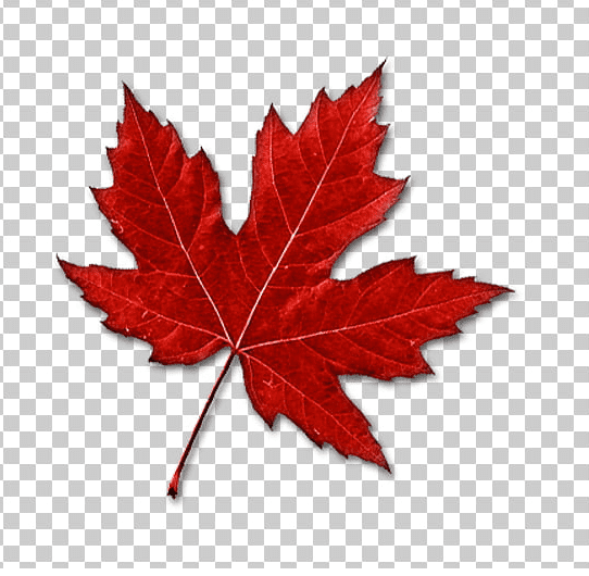 Maple Leaf Free Png Image