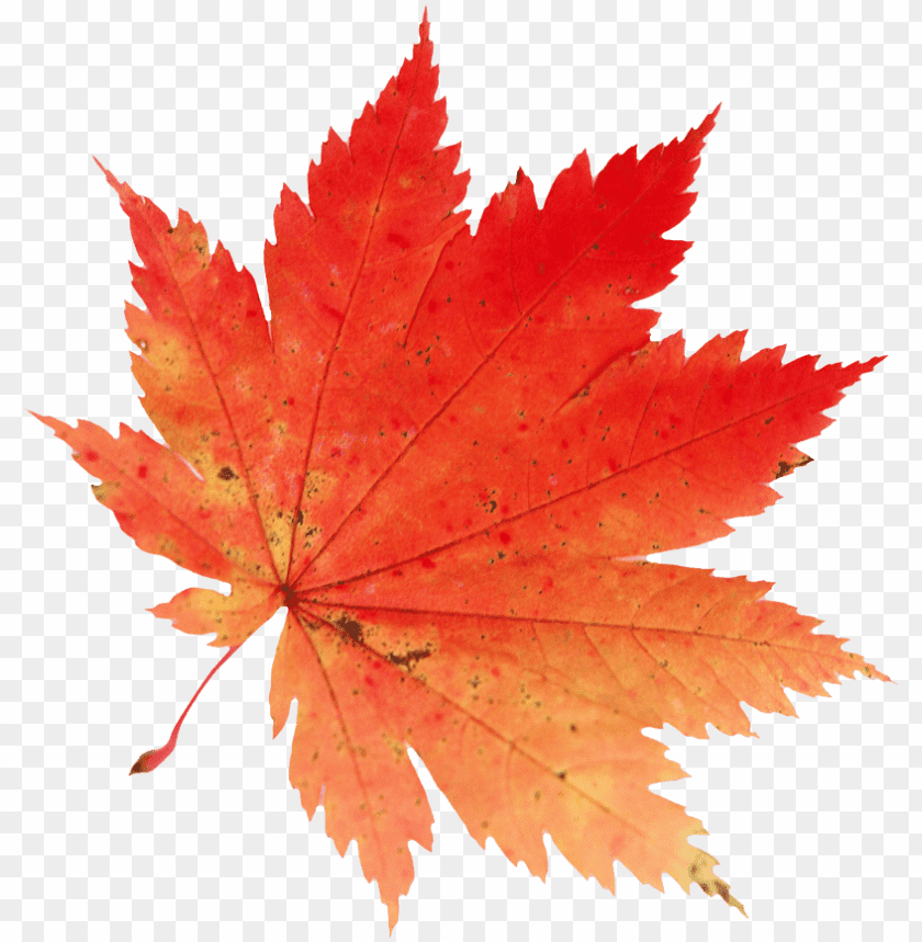 Maple Leaf Free Png Images