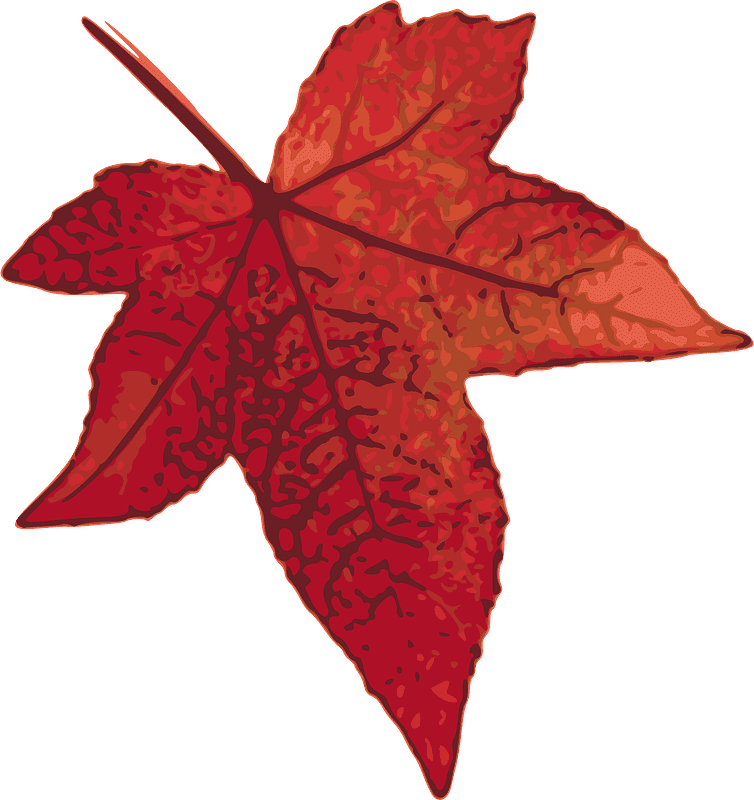 Maple Leaf Transparent Clipart