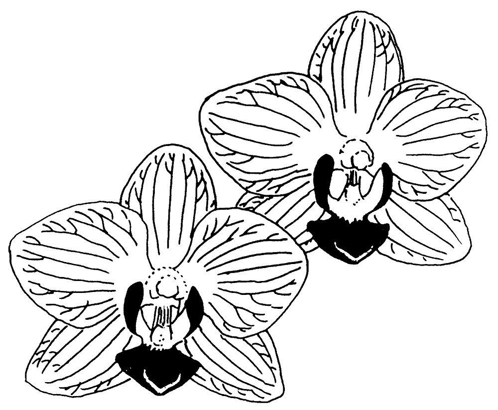 Orchid Black and White Clipart