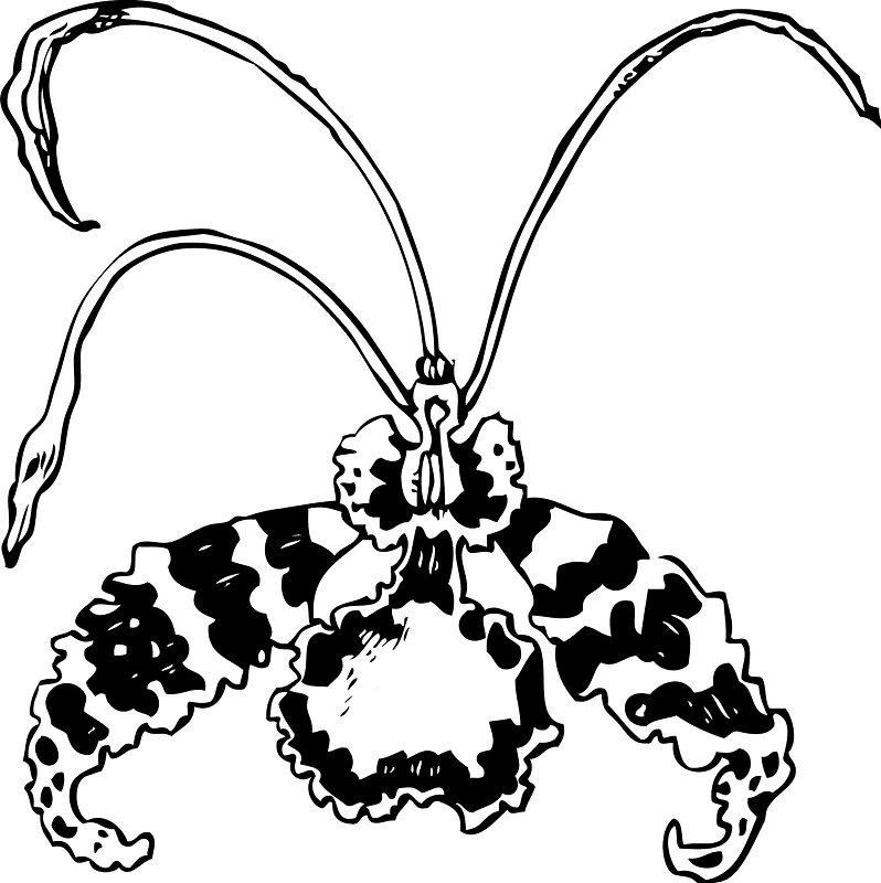 Orchid Clipart Black and White