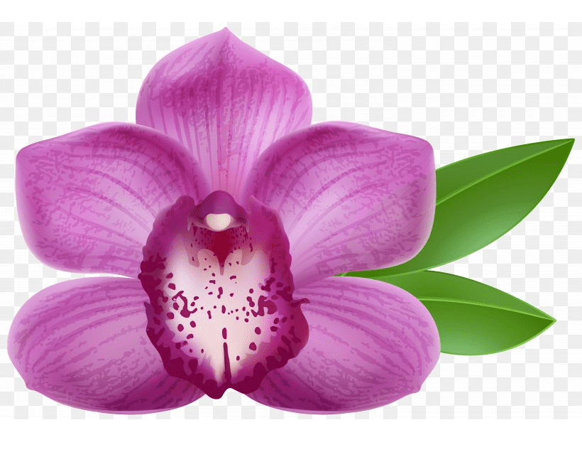 Orchid Clipart Free Image