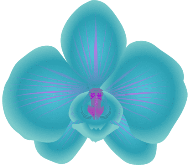 Orchid Clipart Photo