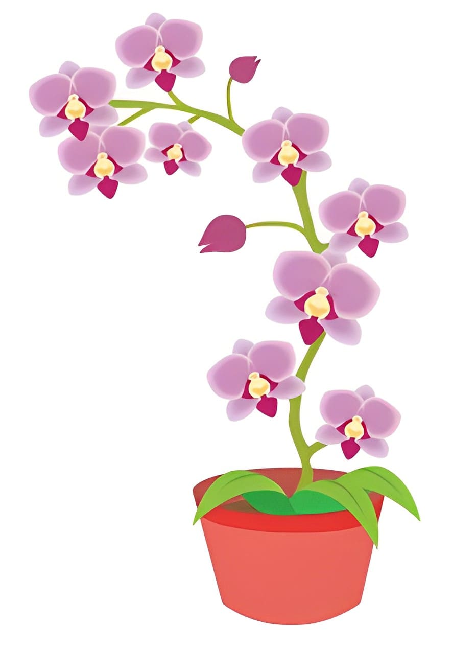 Orchid Clipart Picture