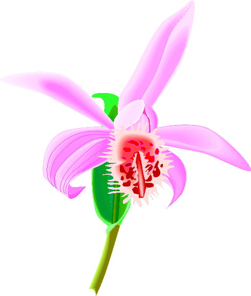 Orchid Clipart Png For Free