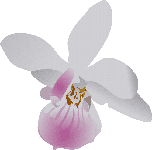 Orchid Clipart Png Image