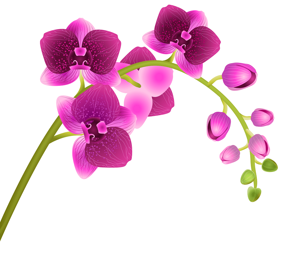 Orchid Clipart Png Images