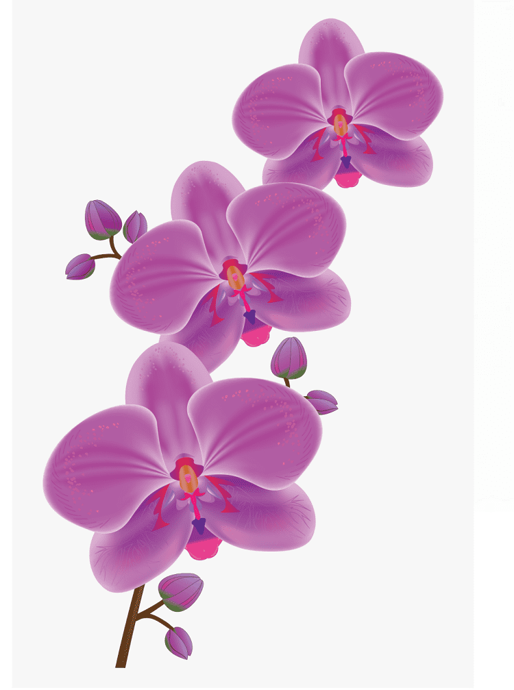 Orchid Clipart Png Photo