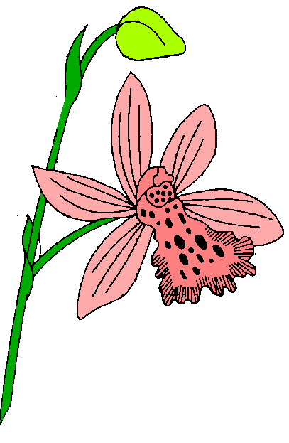 Orchid Clipart Png Picture