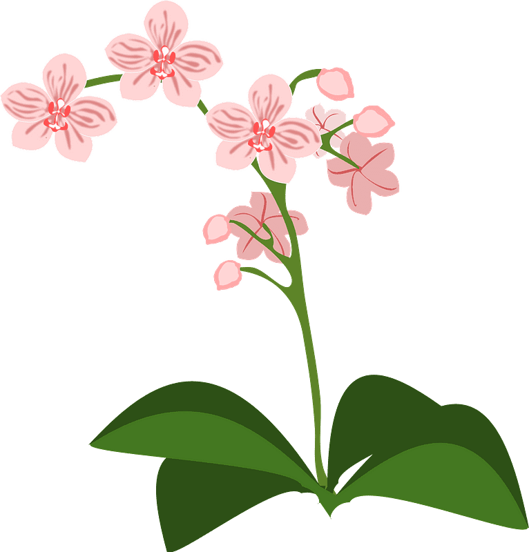 Orchid Clipart Transparent For Free