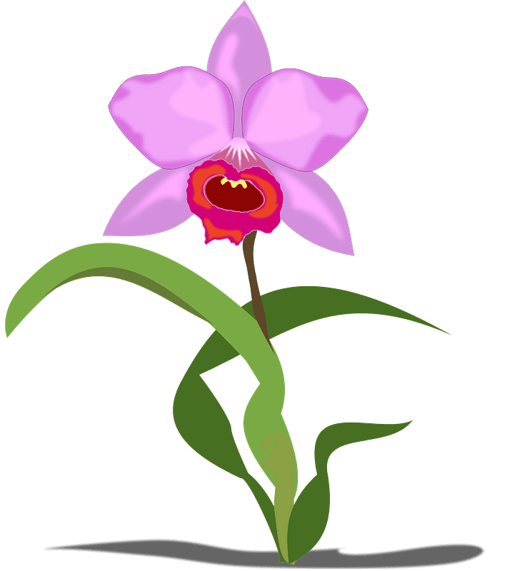 Orchid Clipart Transparent Free