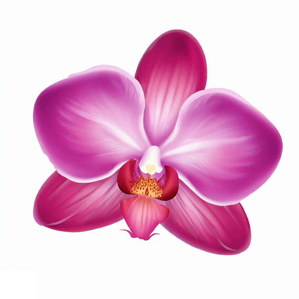 Orchid Flower Clipart Download