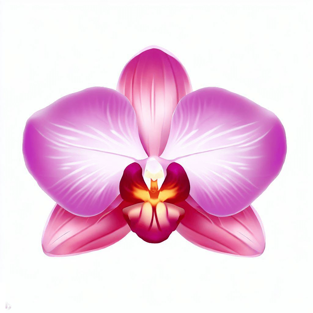 Orchid Flower Clipart Images