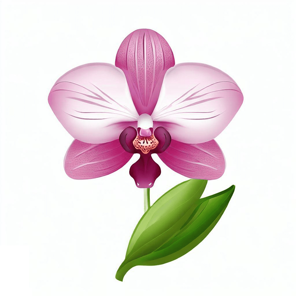 Orchid Flower Free clipart