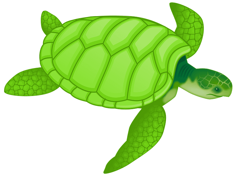 Sea Turtle Clipart Transparent For Free