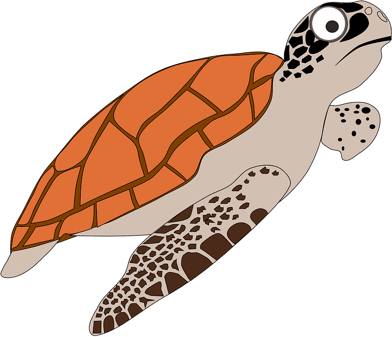 Sea Turtle Clipart Transparent Png