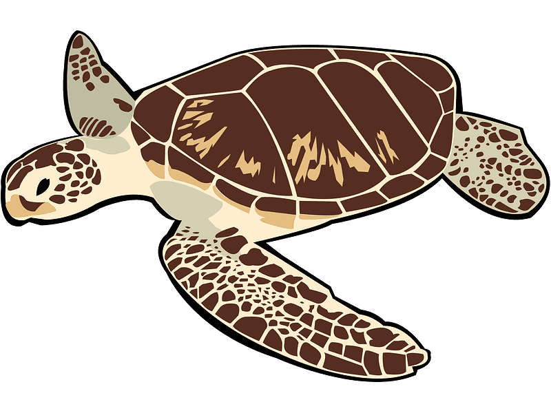 Sea Turtle Clipart Transparent