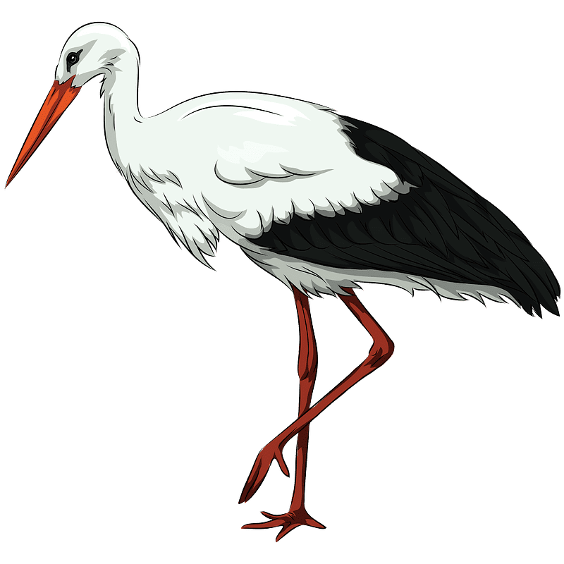 Stork Clipart Transparent Background