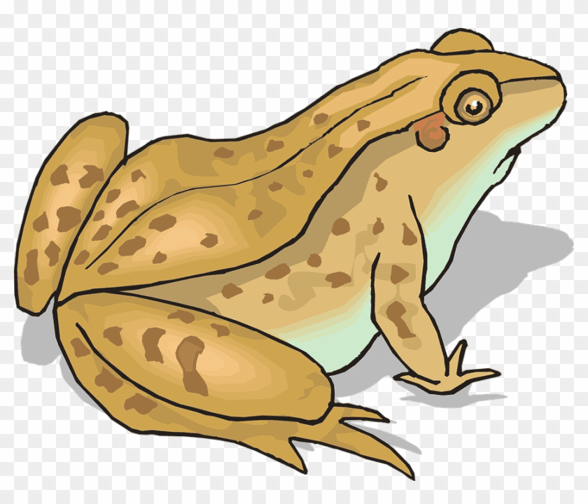 Toad Clipart Free Image