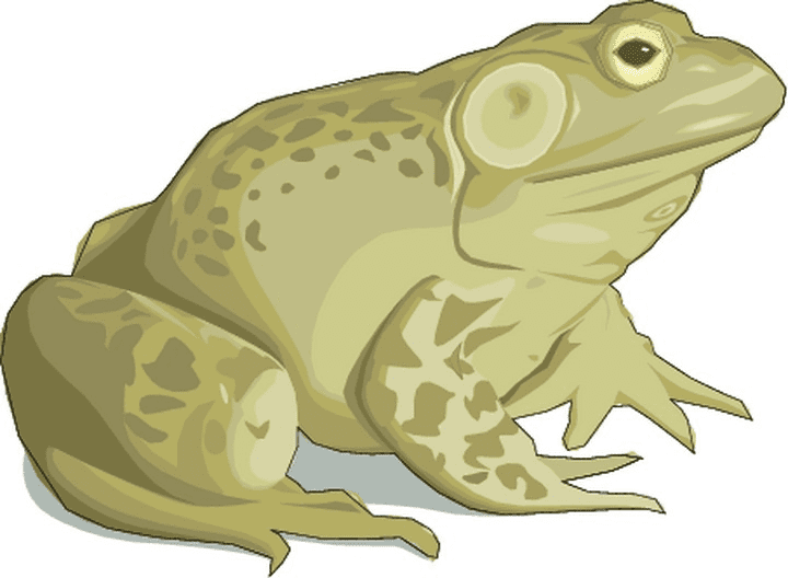 Toad Clipart Image