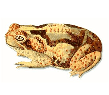 Toad Png Clipart