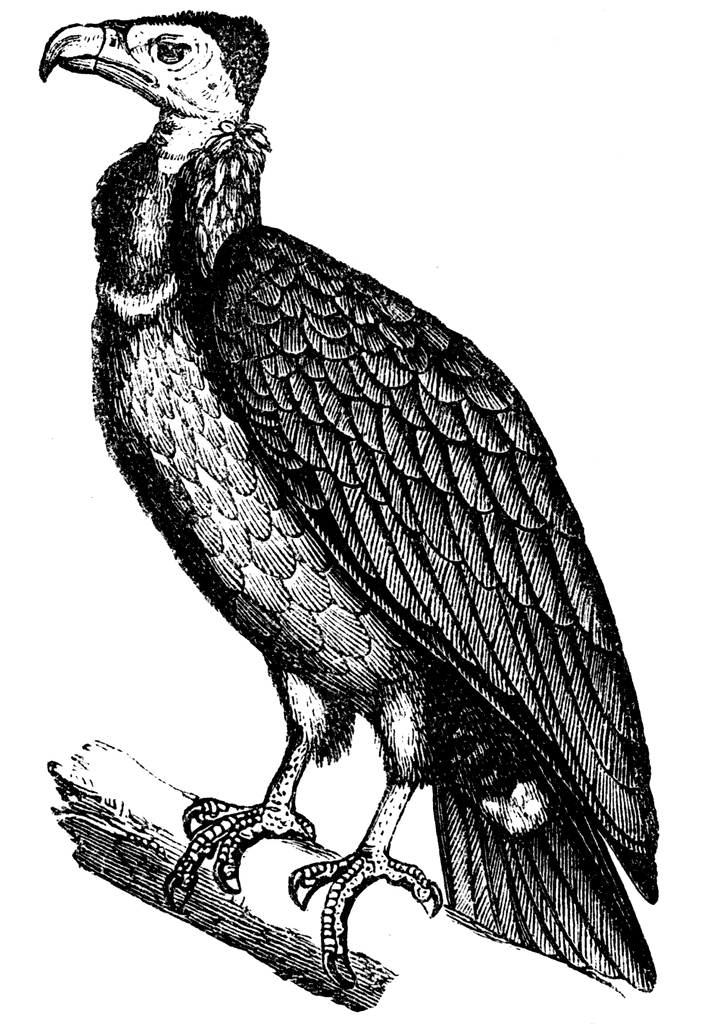 Vulture Clipart Black and White