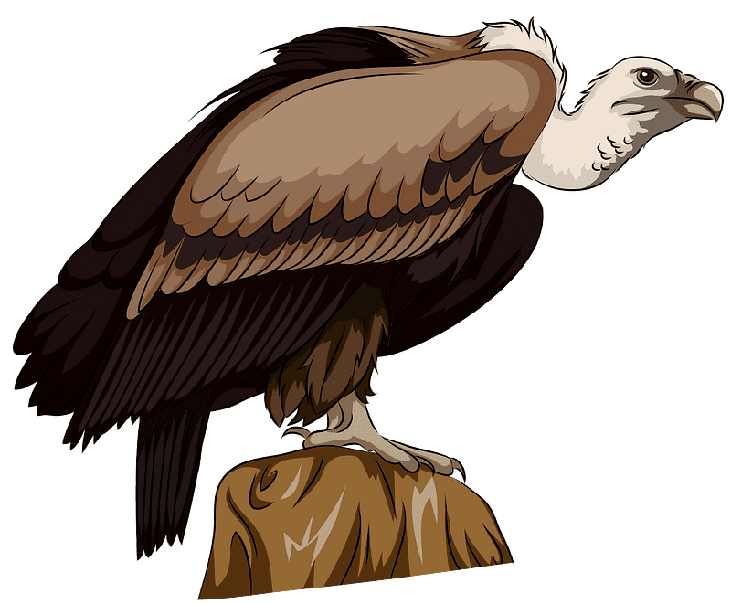 Vulture Clipart Transparent Png