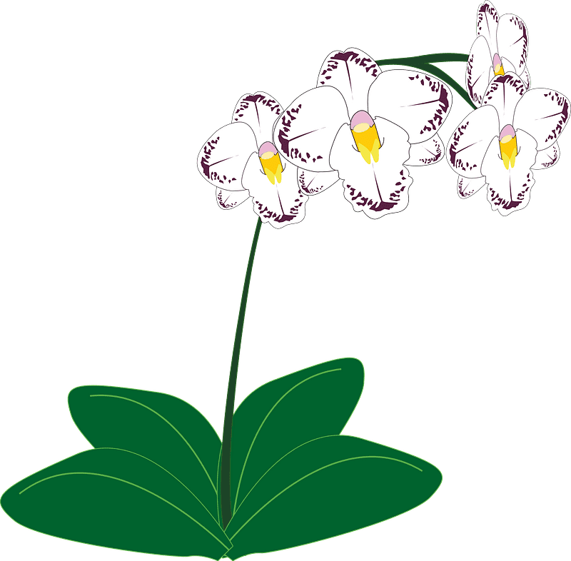 White Orchid Clipart Transparent