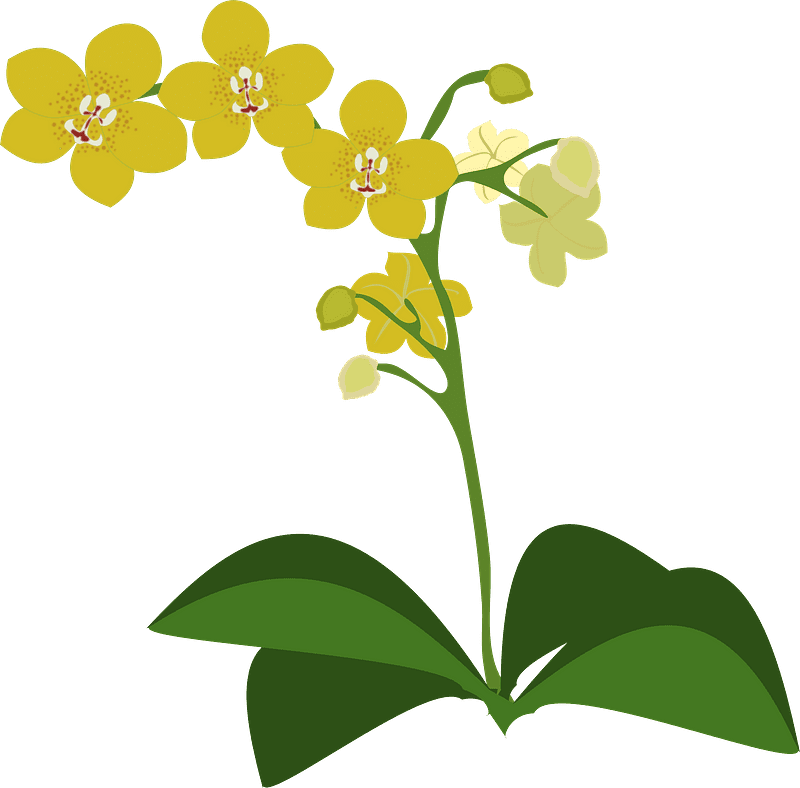 Yellow Orchid Clipart Transparent