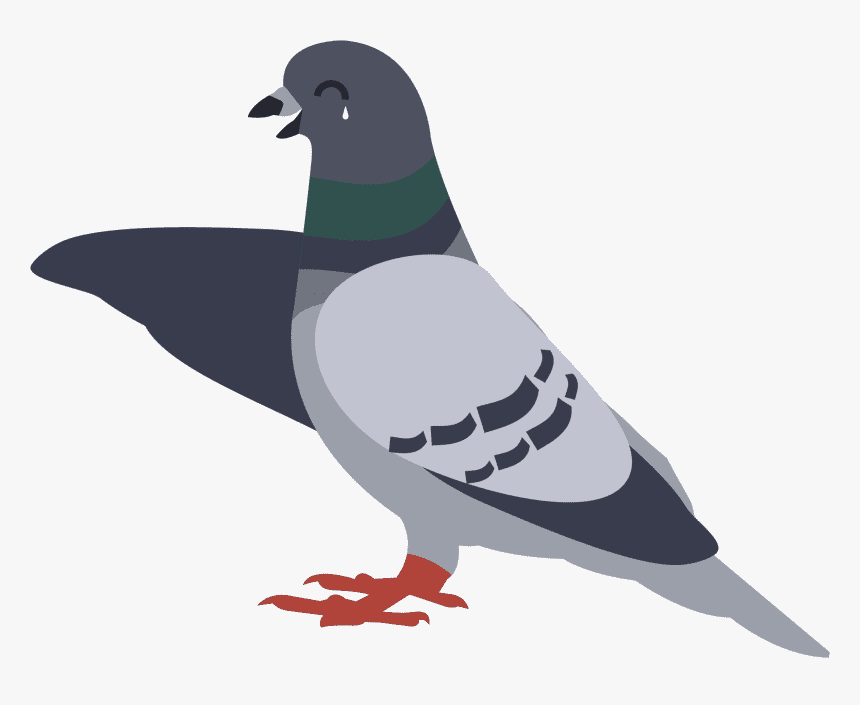 Cartoon Pigeon Clipart