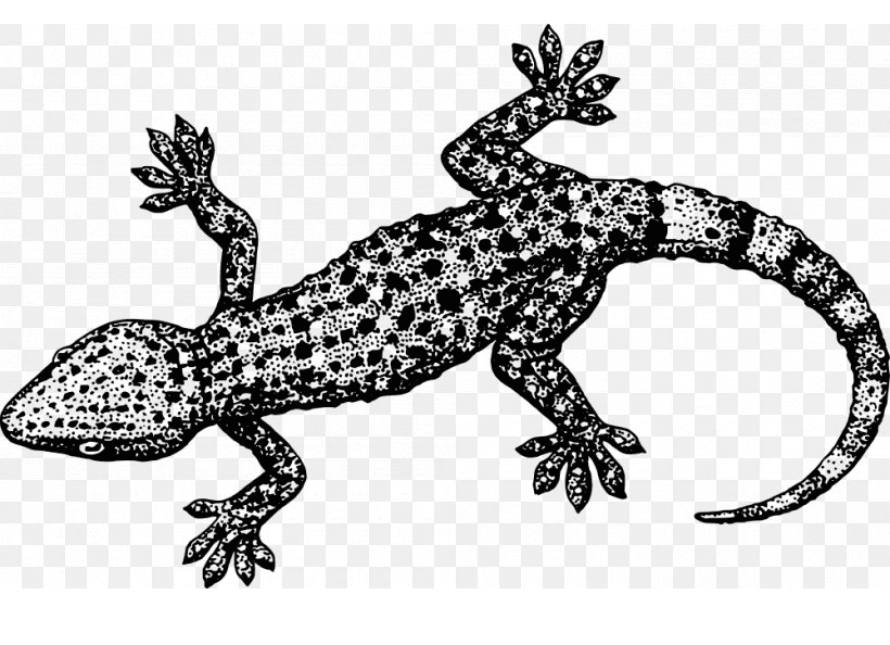 Gecko Clipart Black and White