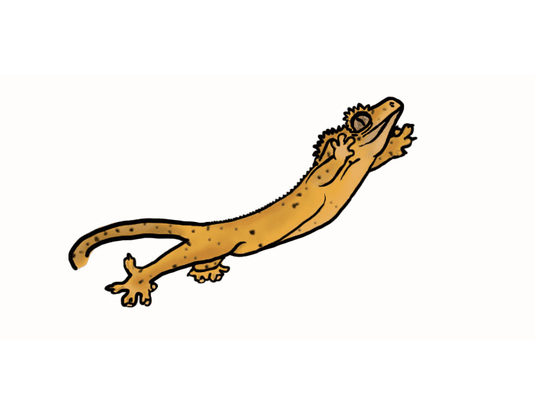 Gecko Clipart Image