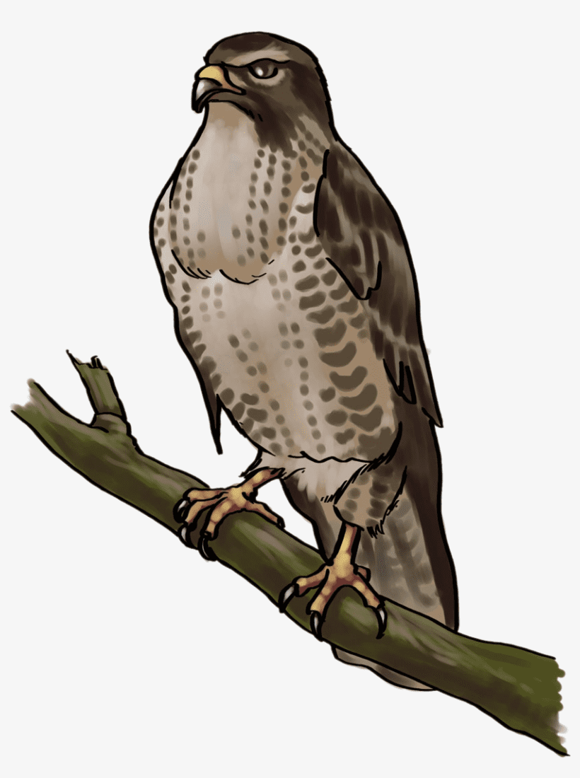 Hawk Bird Clipart Png