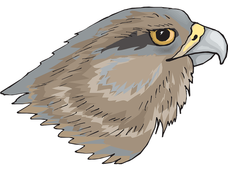 Hawk Head Transparent Clipart