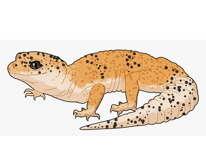 Leopard Gecko Clipart Png
