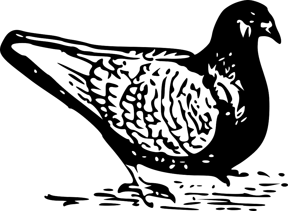 Pigeon Clipart Black and White